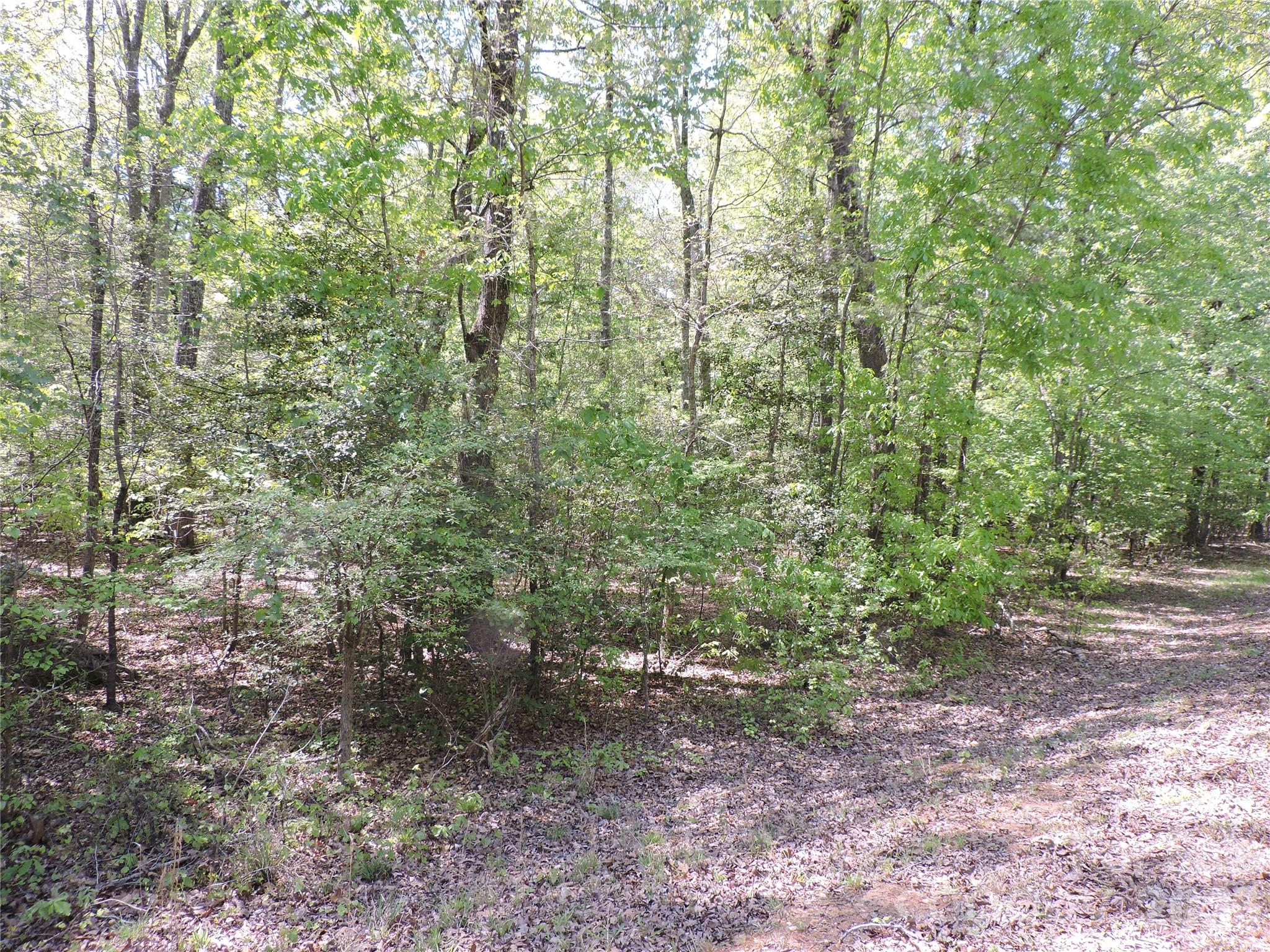 293 Manchester Road Mount Gilead, NC 27306 - Photo 4 of 18 a view of a forest that has large trees