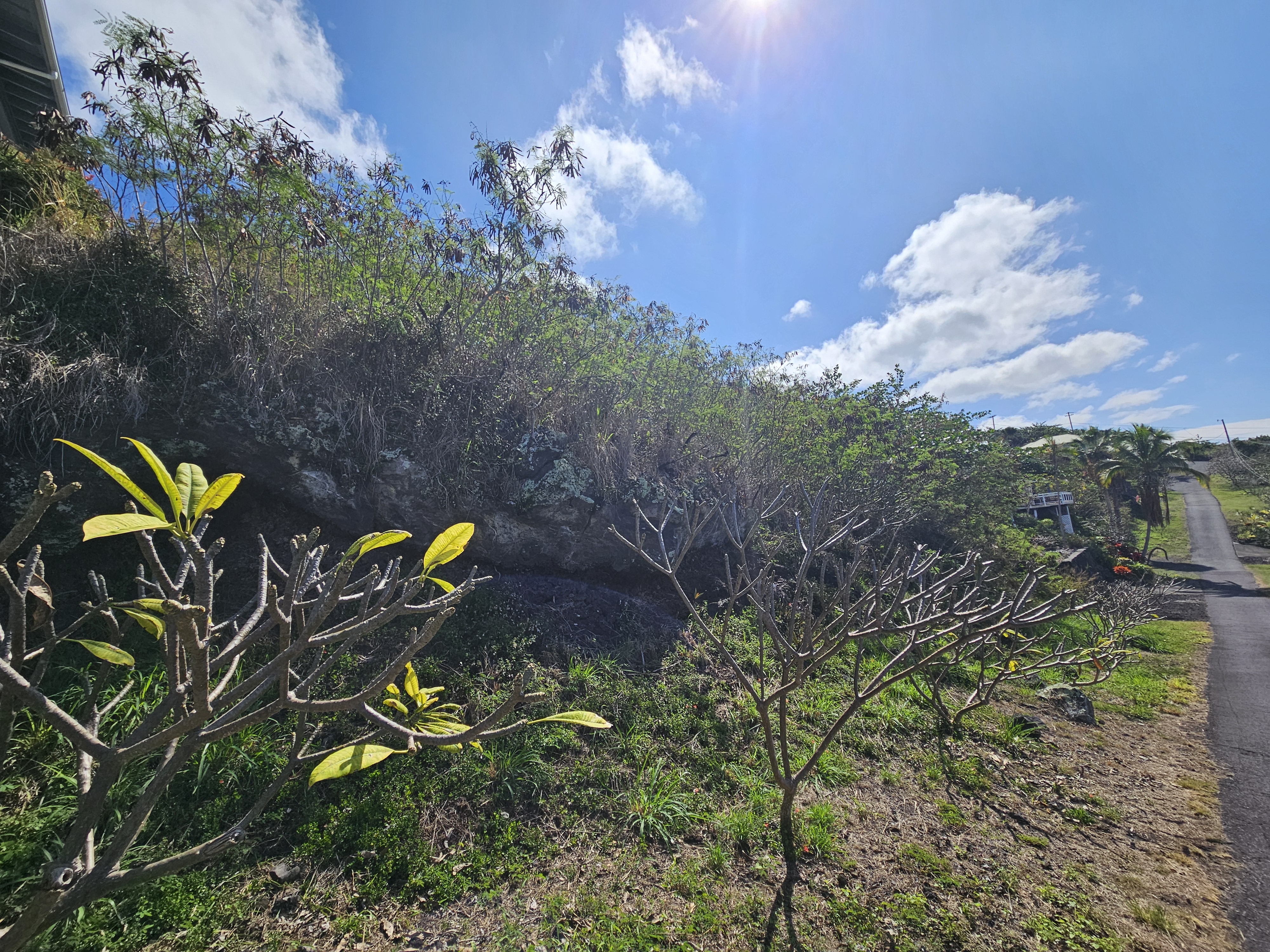 146 Fern Road Captain Cook, HI 96704 - Photo 5 of 9 a view of a flower in a garden