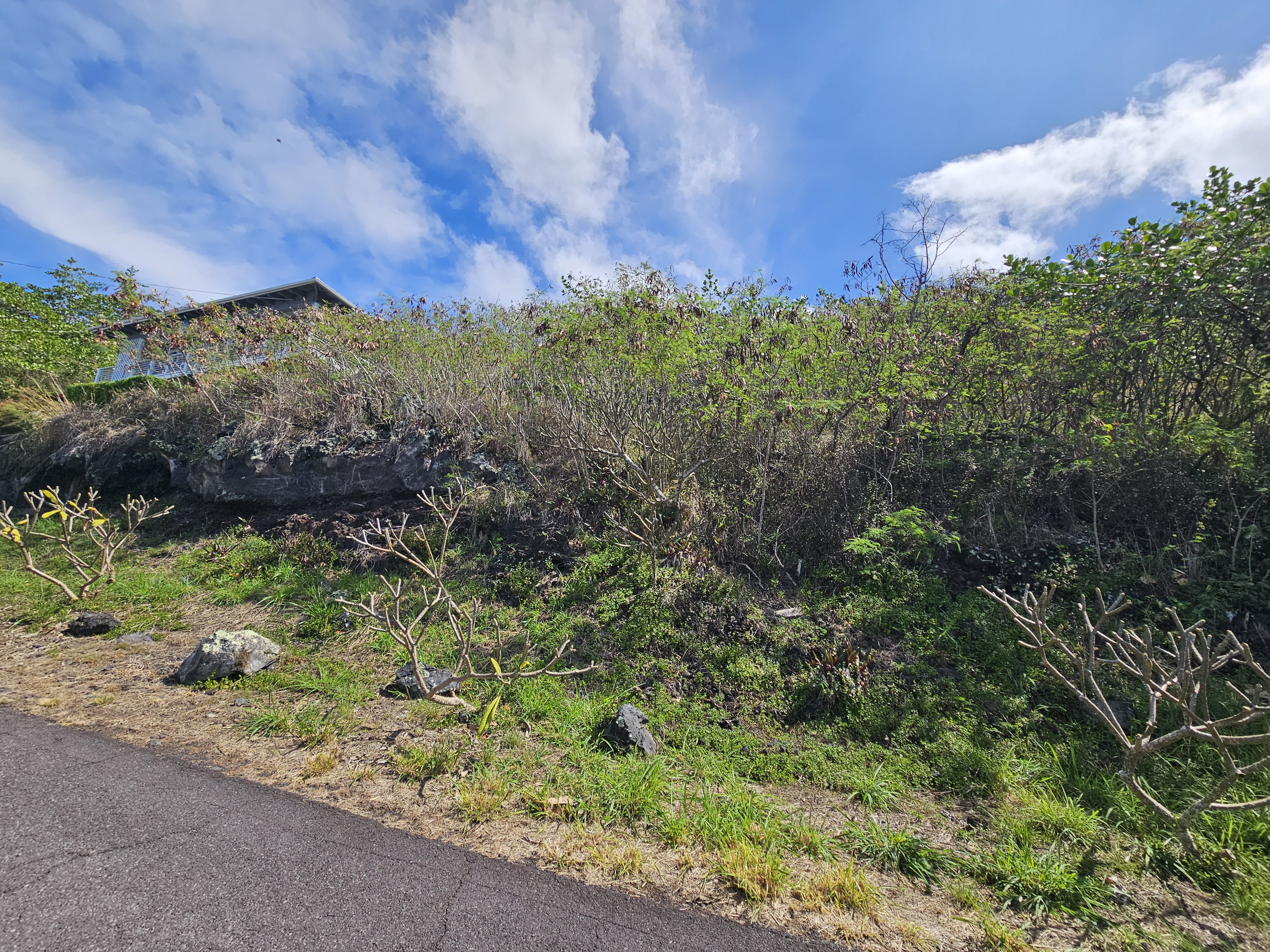 146 Fern Road Captain Cook, HI 96704 - Photo 7 of 9 a view of a bunch of plants and trees