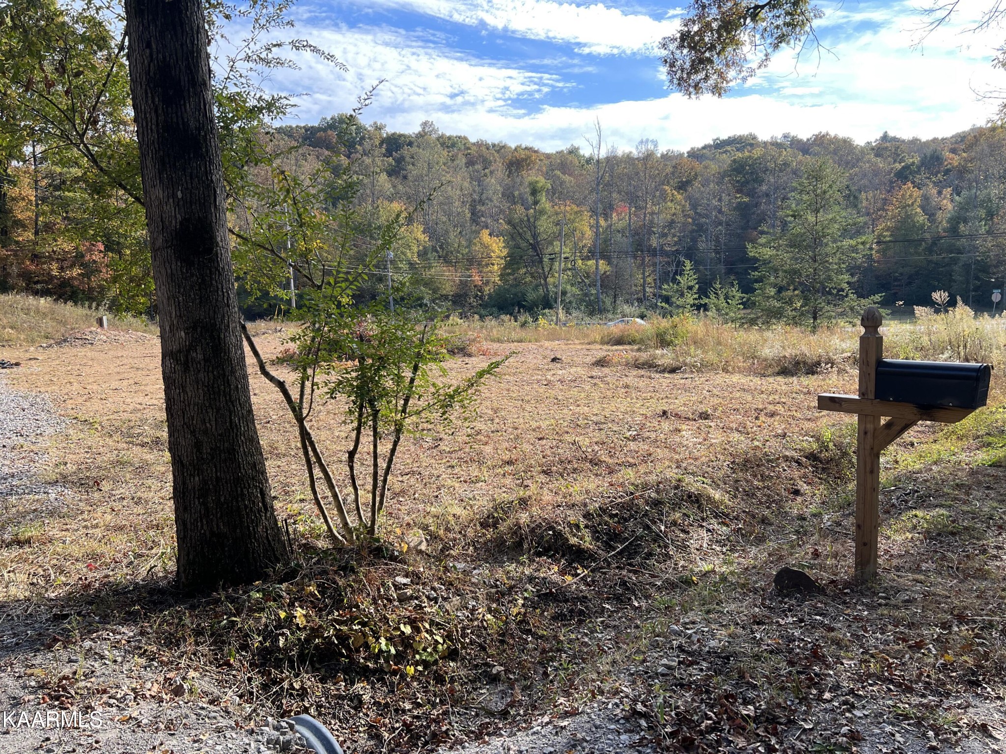 0 Bill Hamby Road Lancing, TN 37770 - Photo 4 of 6 a view of a yard with a tree