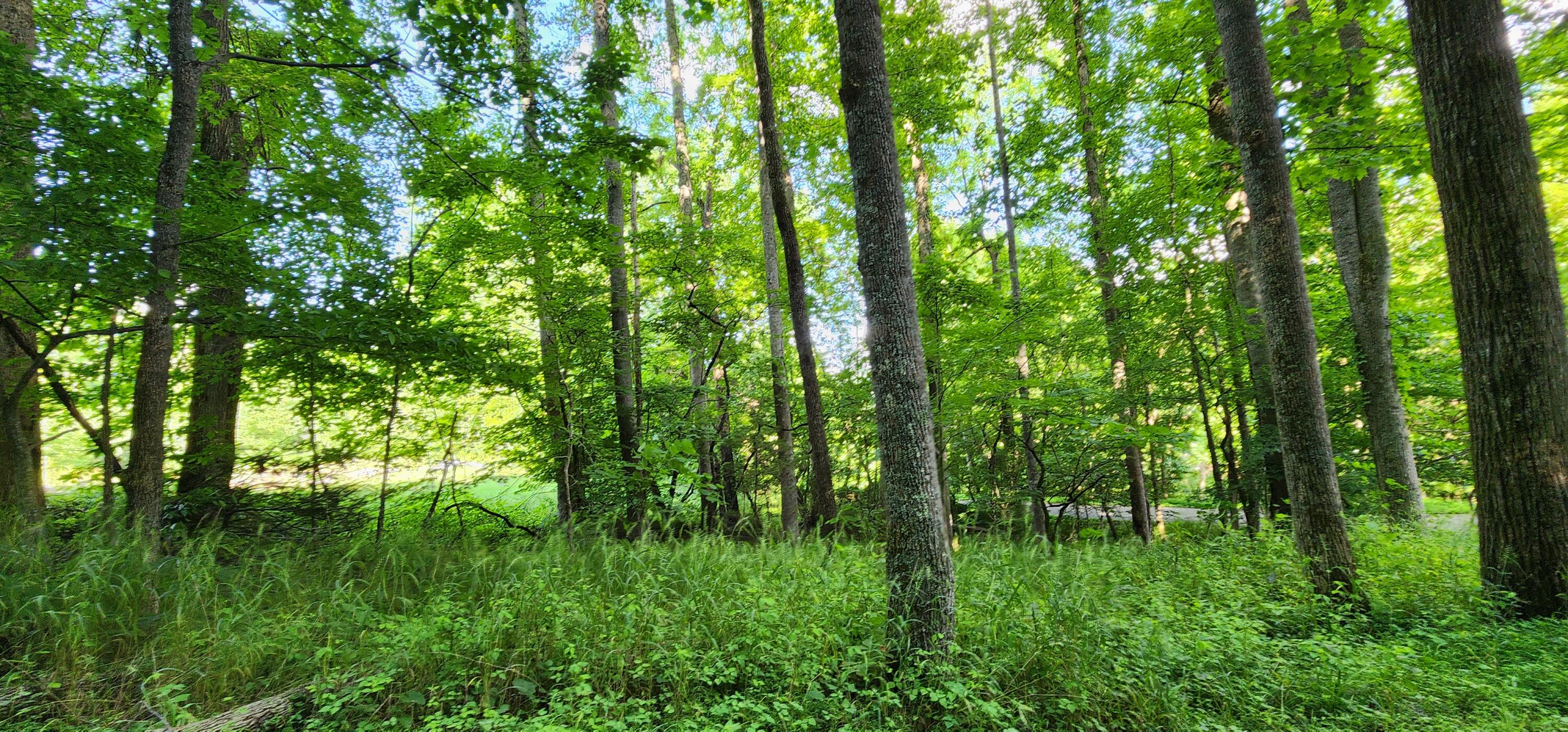 Tbd Tbd Mcinturff Springs Road Erwin, TN 37650 - Photo 2 of 2 McInturff Springs 2