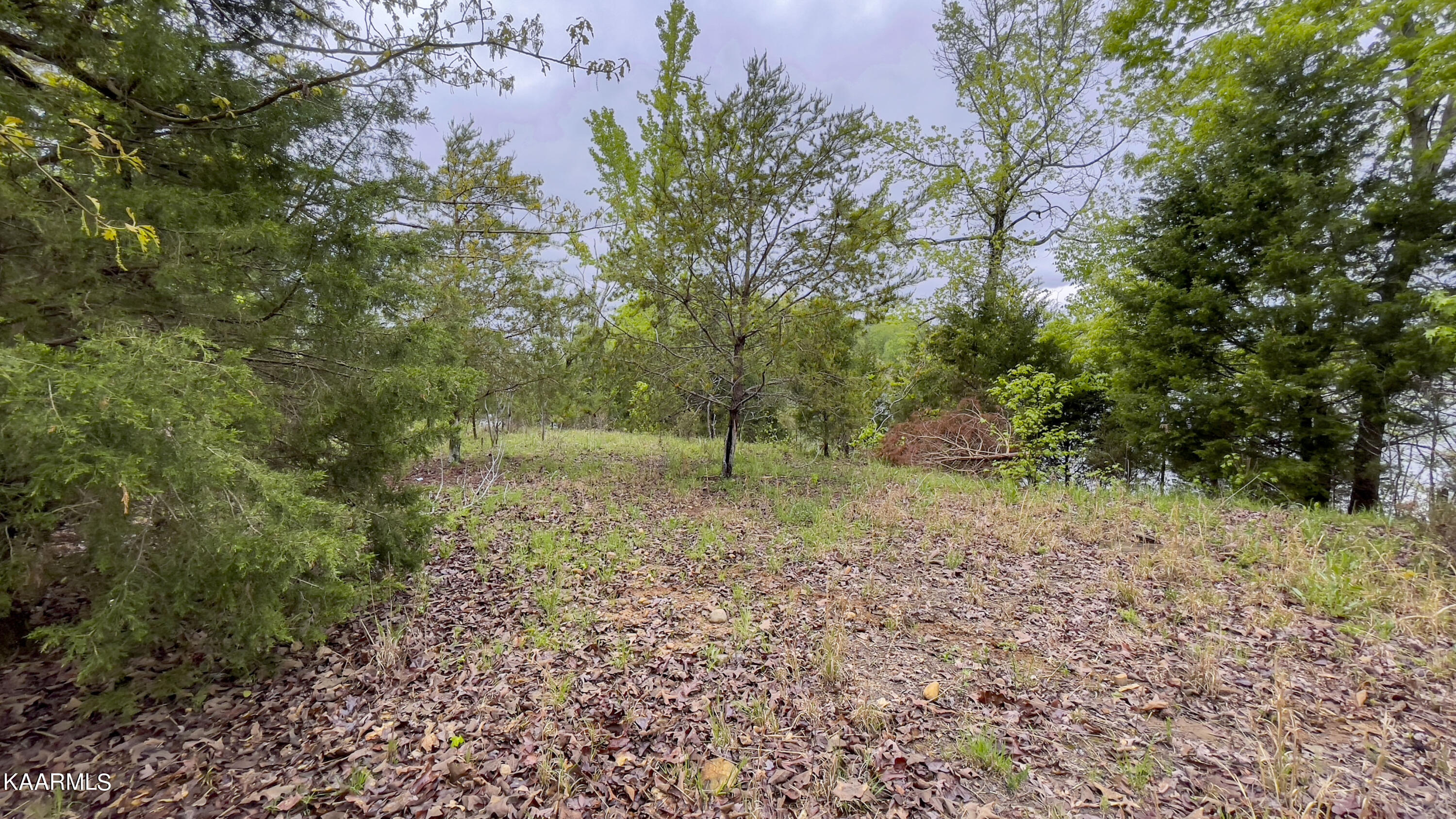 Tbd Tbd Goose Pointe Dr Spring Spring City, TN 37381 - Photo 5 of 13 IMG_5015