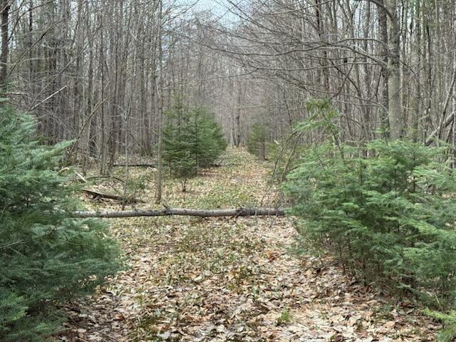 0 West Tee Lake Road Germfask, MI 49836 - Photo 20 of 29 Gallery Image 20