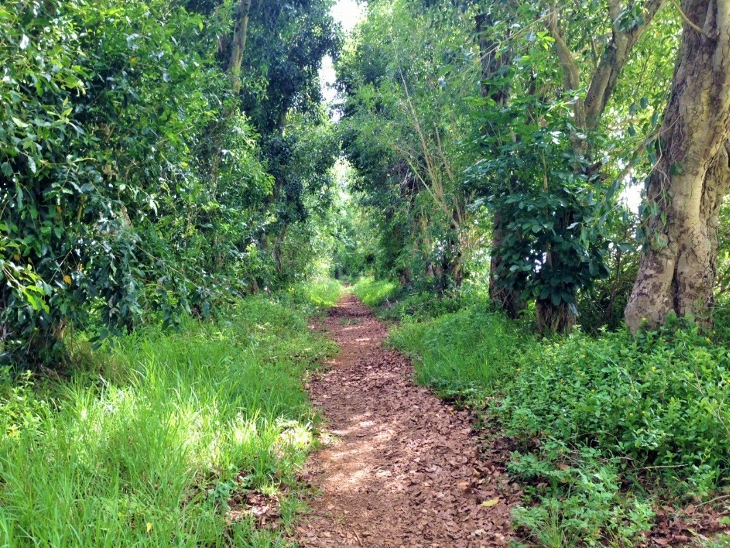 4480 Ka Haku Road, Unit 208 Princeville, HI 96722 - Photo 25 of 28 a view of a lush green forest