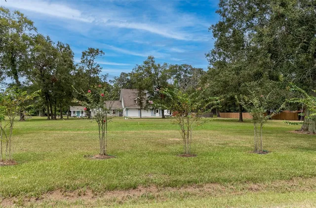 a view of a trees in a park
