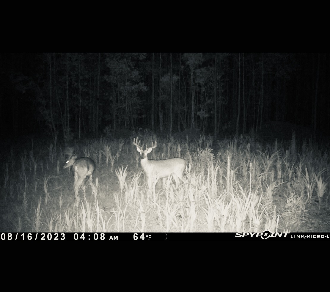 0 Langham Road Kountze, TX 77625 - Photo 11 of 11 Abundant deer on property. Current feed plot and clover plot.