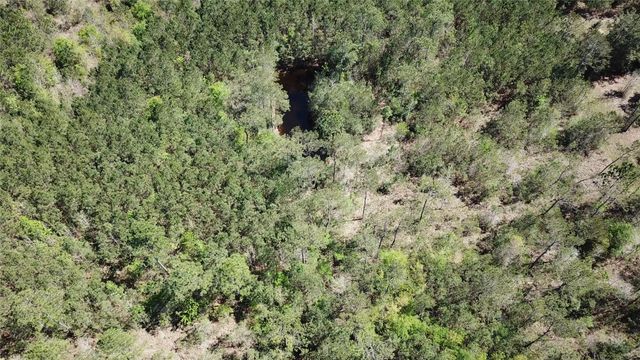 a view of a forest with large trees