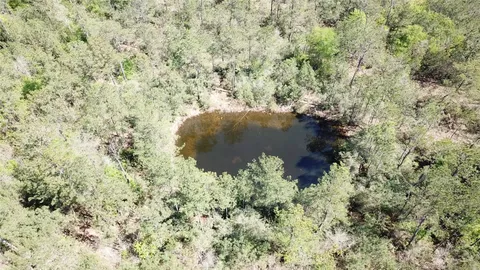 a view of a forest with a tree