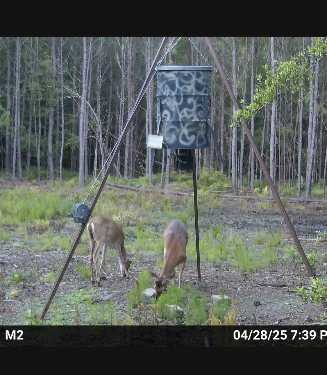 0 Langham Road Kountze, TX 77625 - Photo 4 of 11 Abundant deer on property. Current feed plot and clover plot.