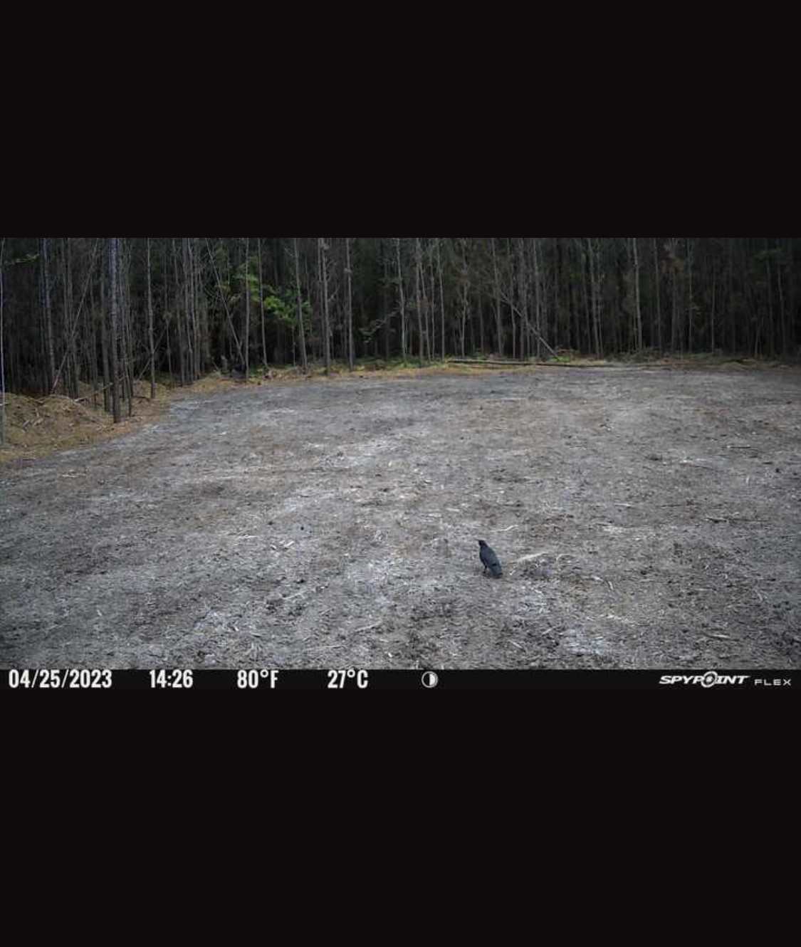 0 Langham Road Kountze, TX 77625 - Photo 5 of 11 Abundant deer on property. Current feed plot and clover plot.