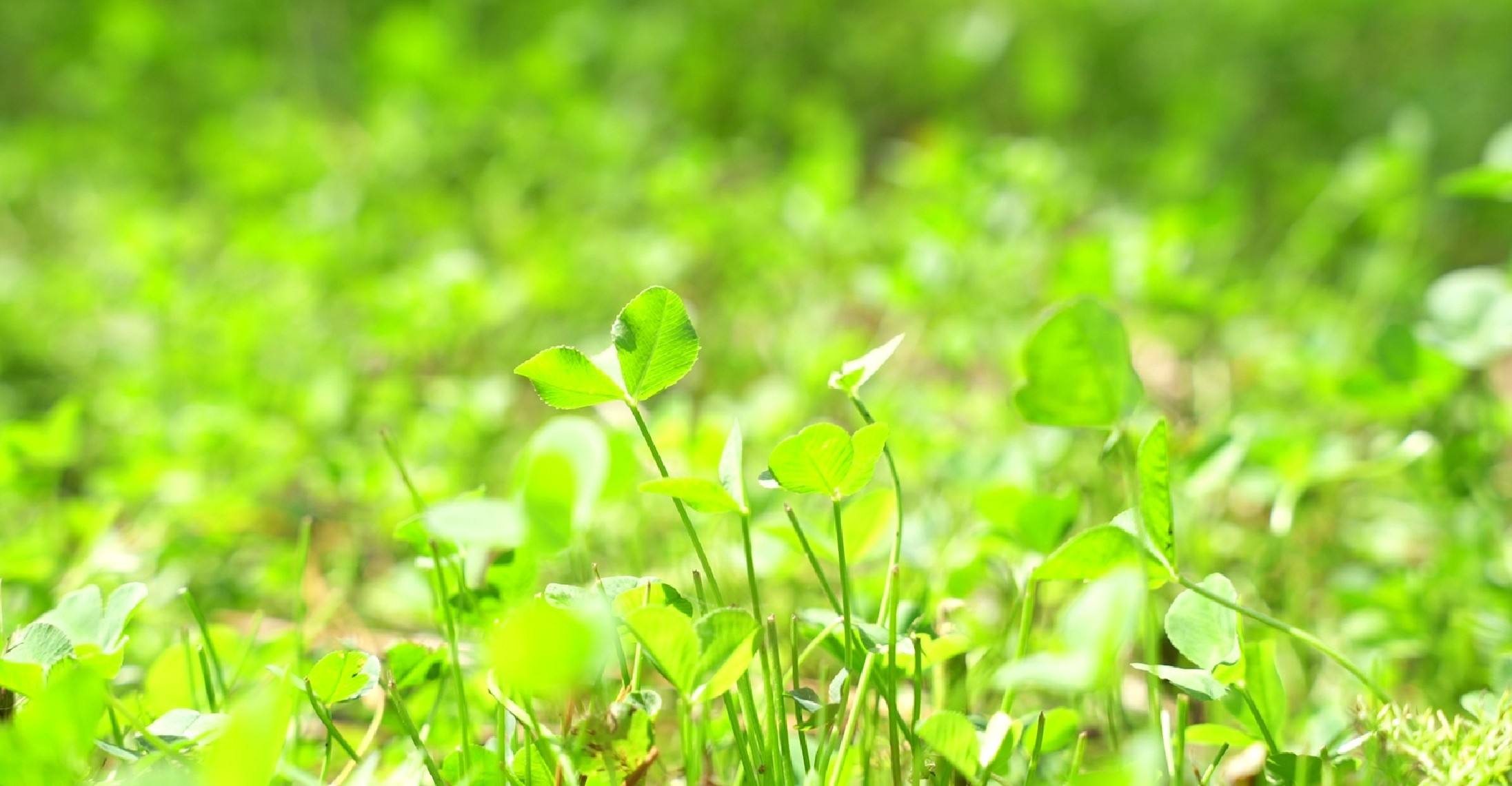 0 Langham Road Kountze, TX 77625 - Photo 6 of 11 Clover plot