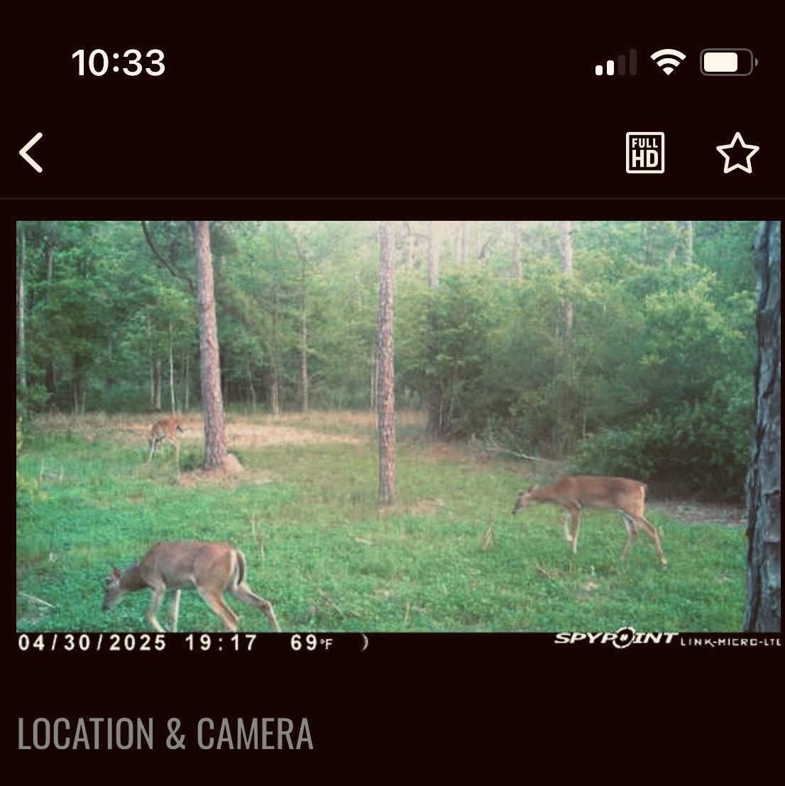 0 Langham Road Kountze, TX 77625 - Photo 8 of 11 Abundant deer on property. Current feed plot and clover plot.