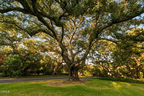 a view of outdoor space with deck and trees