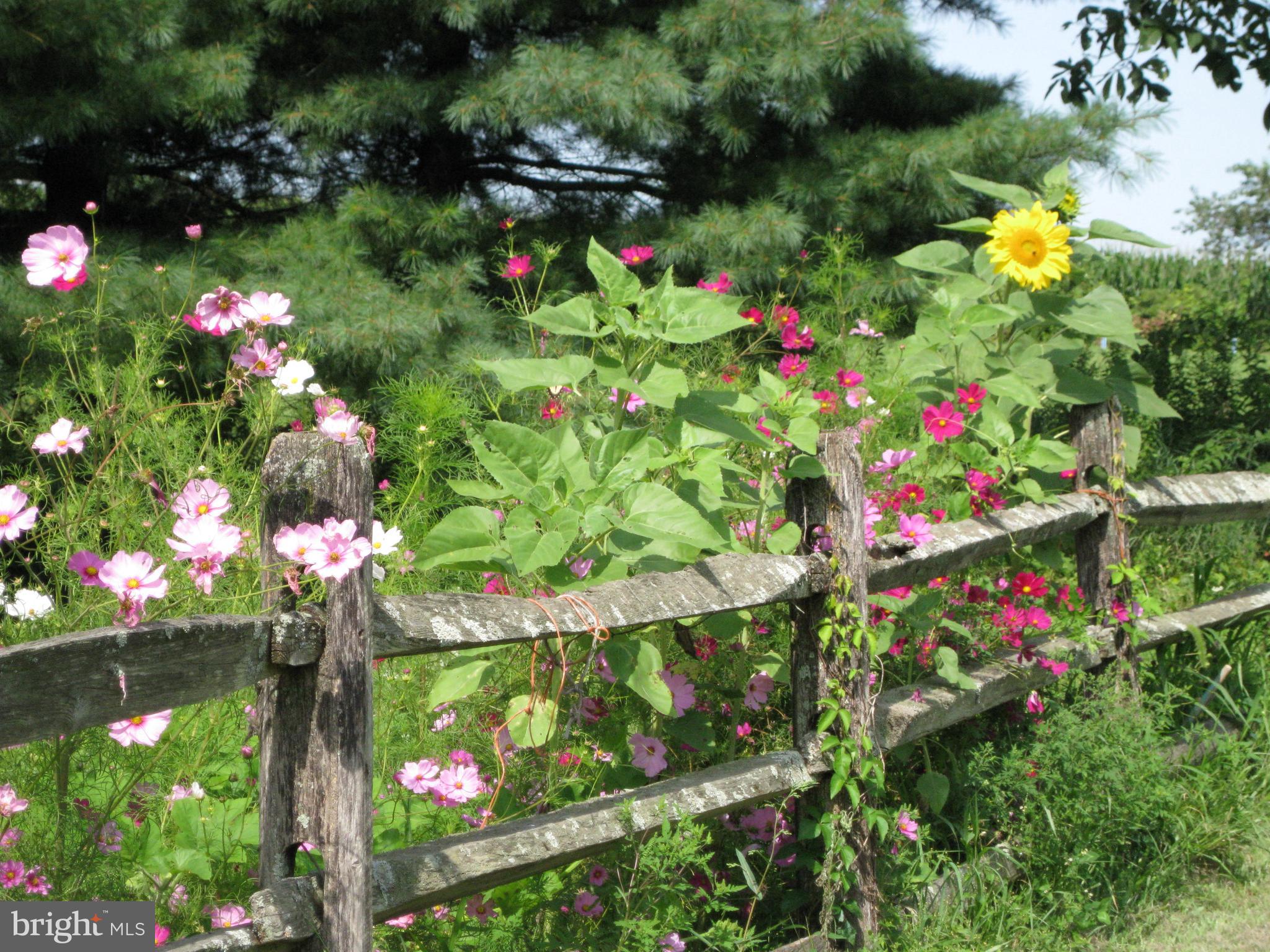 1095 Texter Mountain Road Denver, PA 17517 - Photo 31 of 37 a view of a flower in a yard