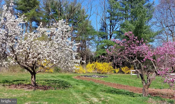 a view of a park with large trees