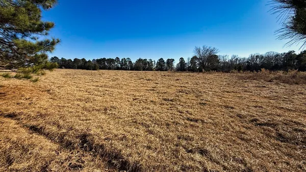 a street view with large trees