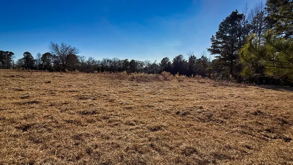 a view of a forest with trees in the background
