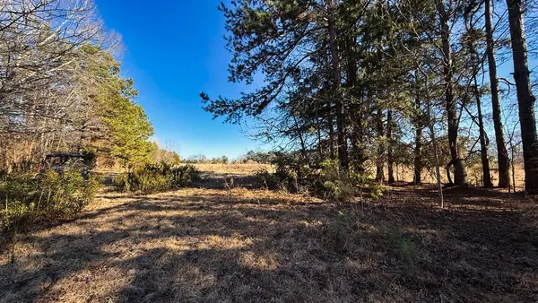 a view of a forest filled with trees