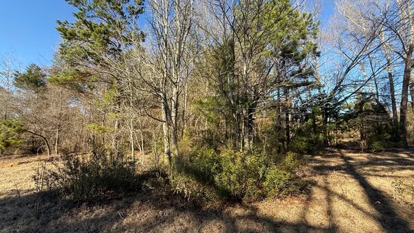 a view of dirt yard with a large tree