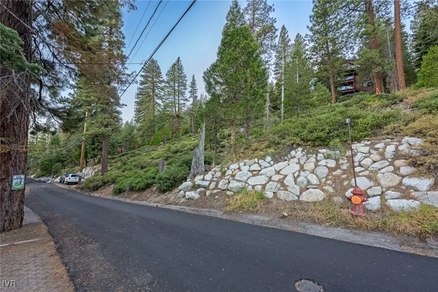 a view of a forest with trees in the background