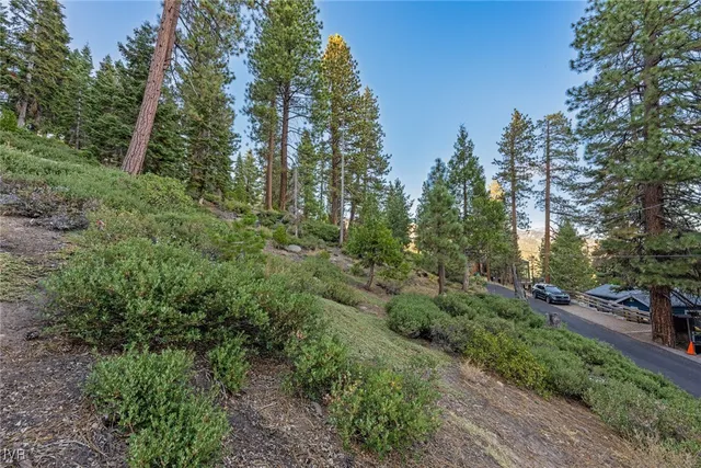 a view of a forest with trees