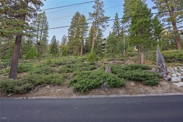 a view of a forest filled with trees