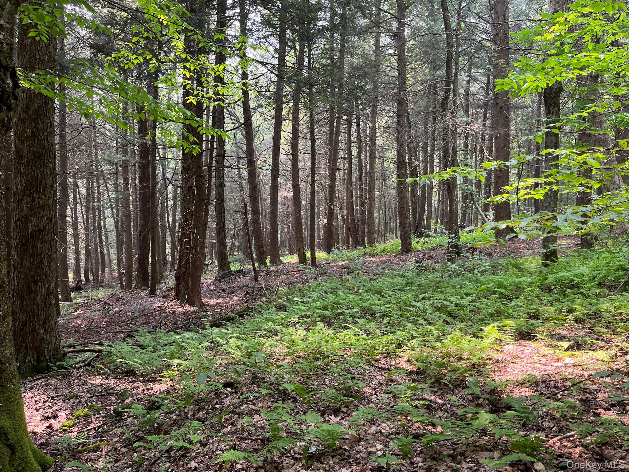 Hood Road Roscoe, NY 12776 - Photo 12 of 27 View of wooded area