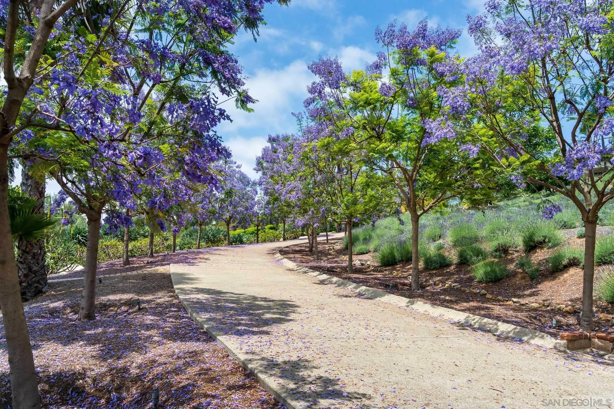 18245 Paseo Victoria Rancho Santa Fe, CA 92067 - Photo 49 of 50 a backyard of a house with lots of green space
