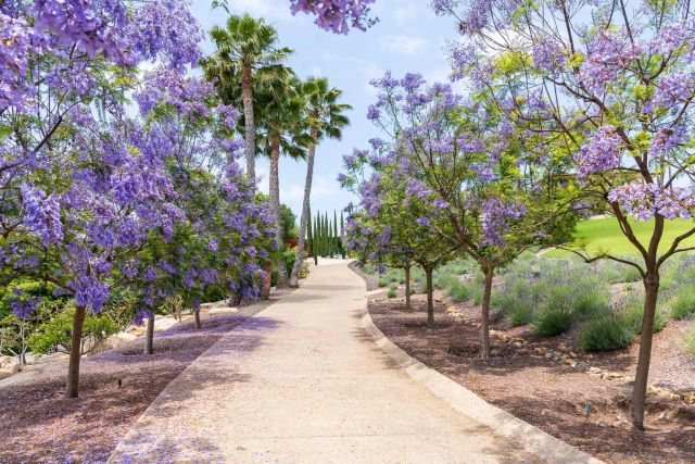 a view of a pathway with a tree
