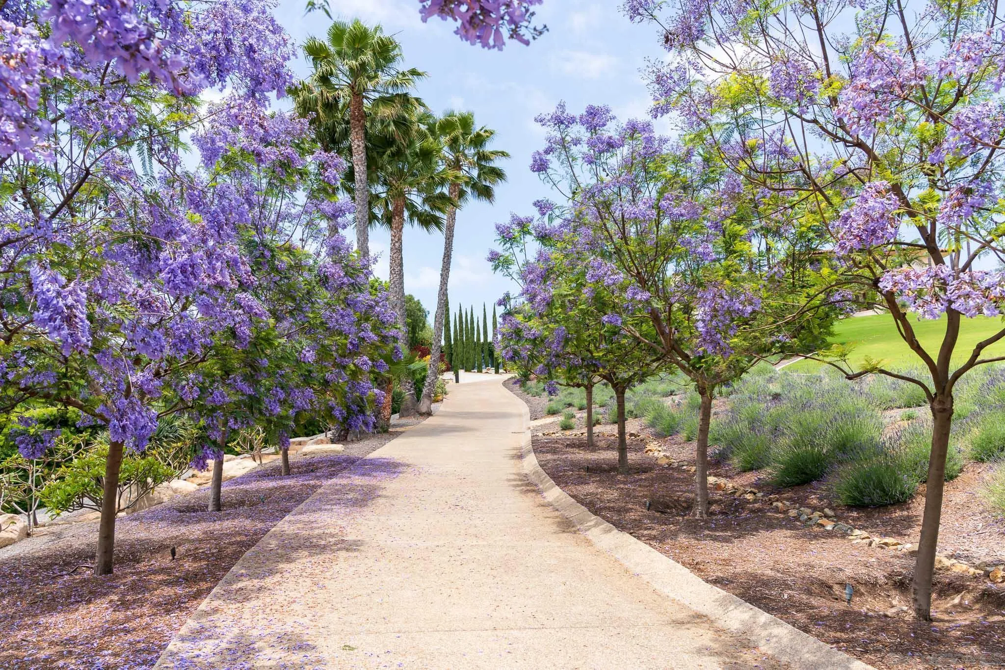 18245 Paseo Victoria Rancho Santa Fe, CA 92067 - Photo 8 of 50 a view of a pathway with a tree