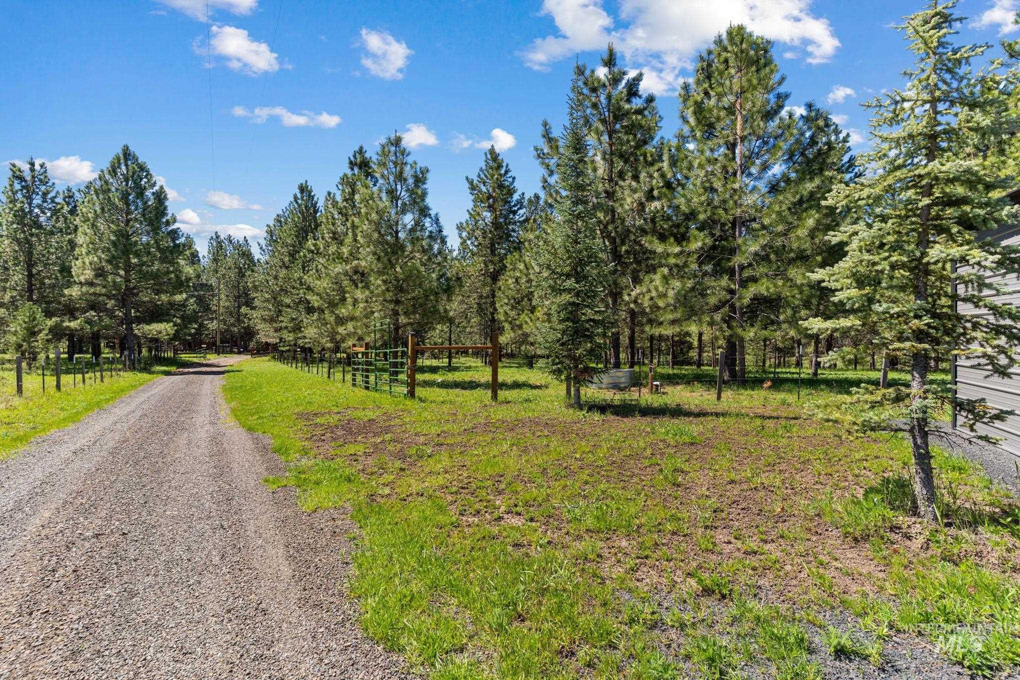 507 Bearlea Road Anatone, WA 99401 - Photo 35 of 47 Gravel driveway bordered by mature evergreen trees