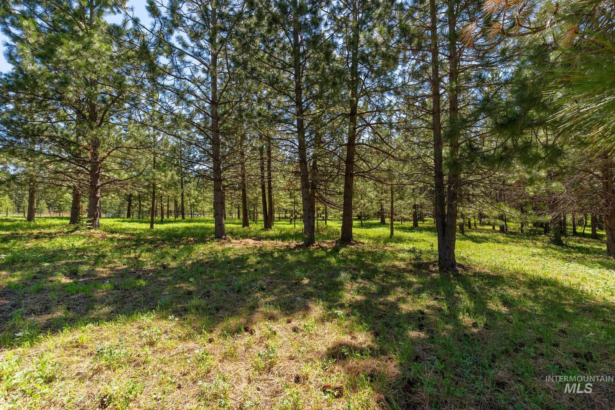 507 Bearlea Road Anatone, WA 99401 - Photo 43 of 47 Dense evergreen tree coverage with a natural grass floor