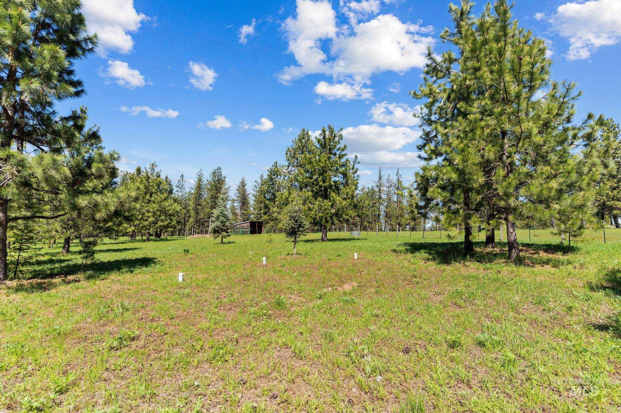 507 Bearlea Road Anatone, WA 99401 - Photo 44 of 47 Expansive grassy terrain featuring numerous mature evergreen trees
