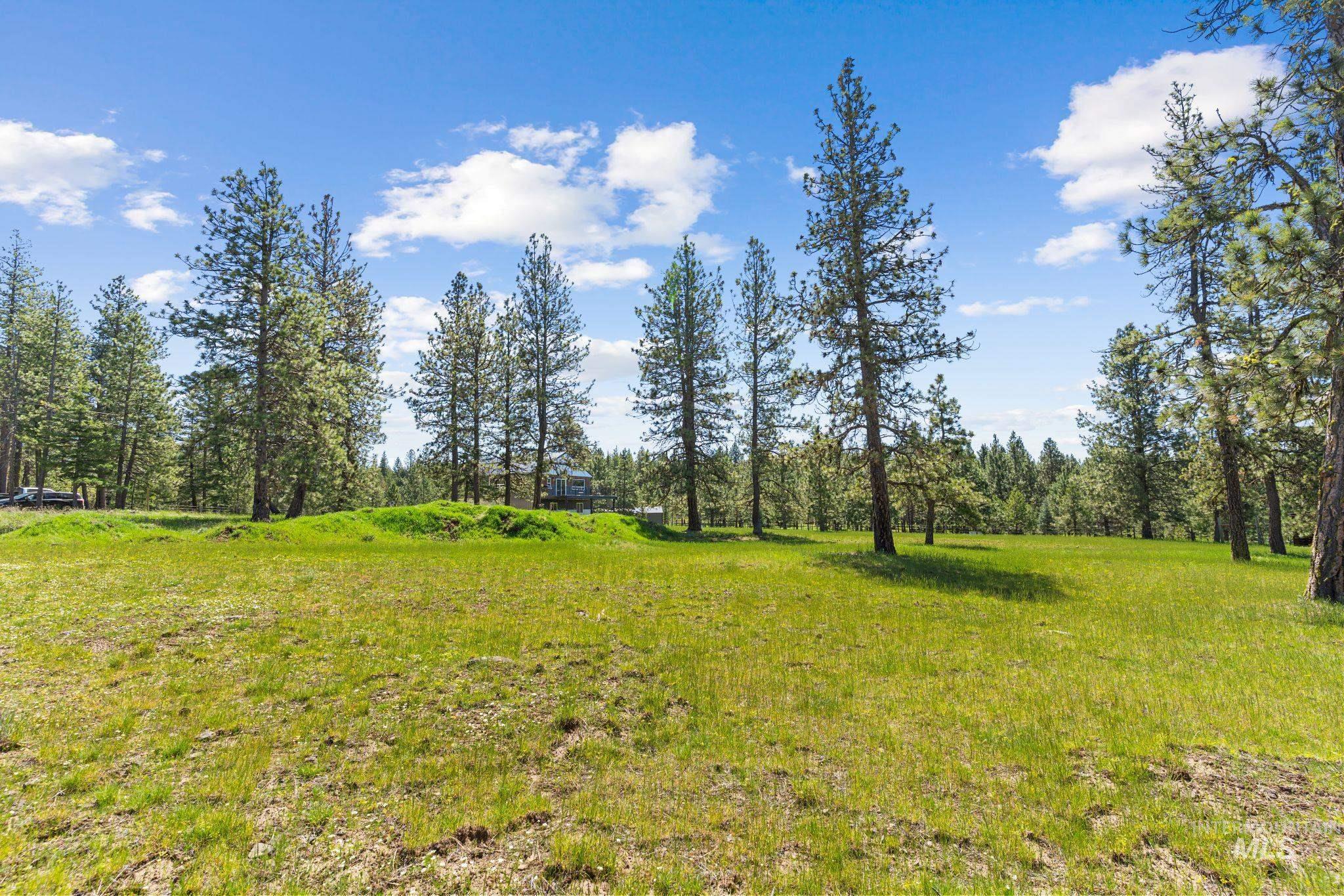507 Bearlea Road Anatone, WA 99401 - Photo 46 of 47 Expansive grassy terrain featuring numerous mature pine trees under a clear sky