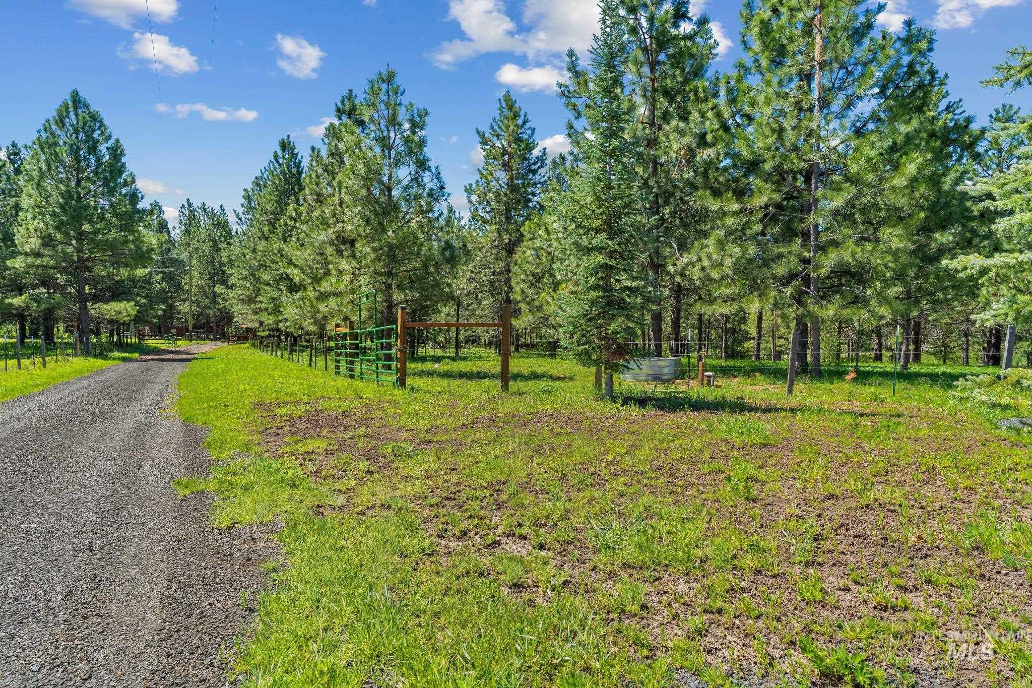 507 Bearlea Road Anatone, WA 99401 - Photo 47 of 47 Gravel driveway bordered by natural landscaping and mature pine trees