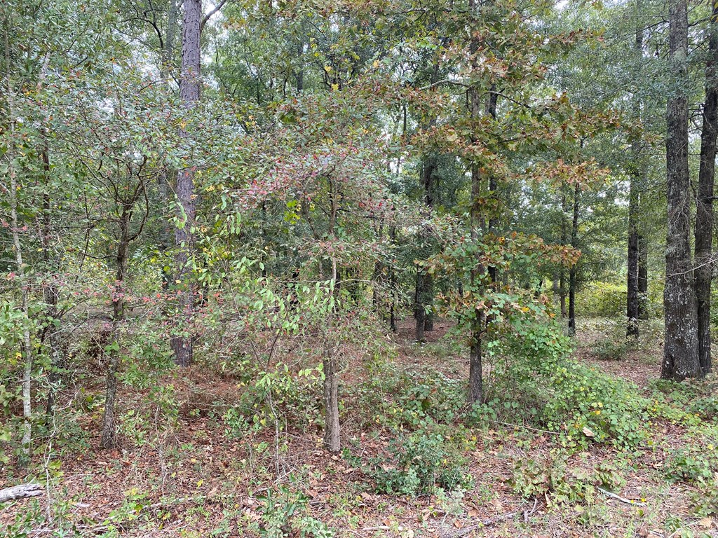 0 Scott Road Leesburg, GA 31763 - Photo 8 of 10 Gallery Image 8