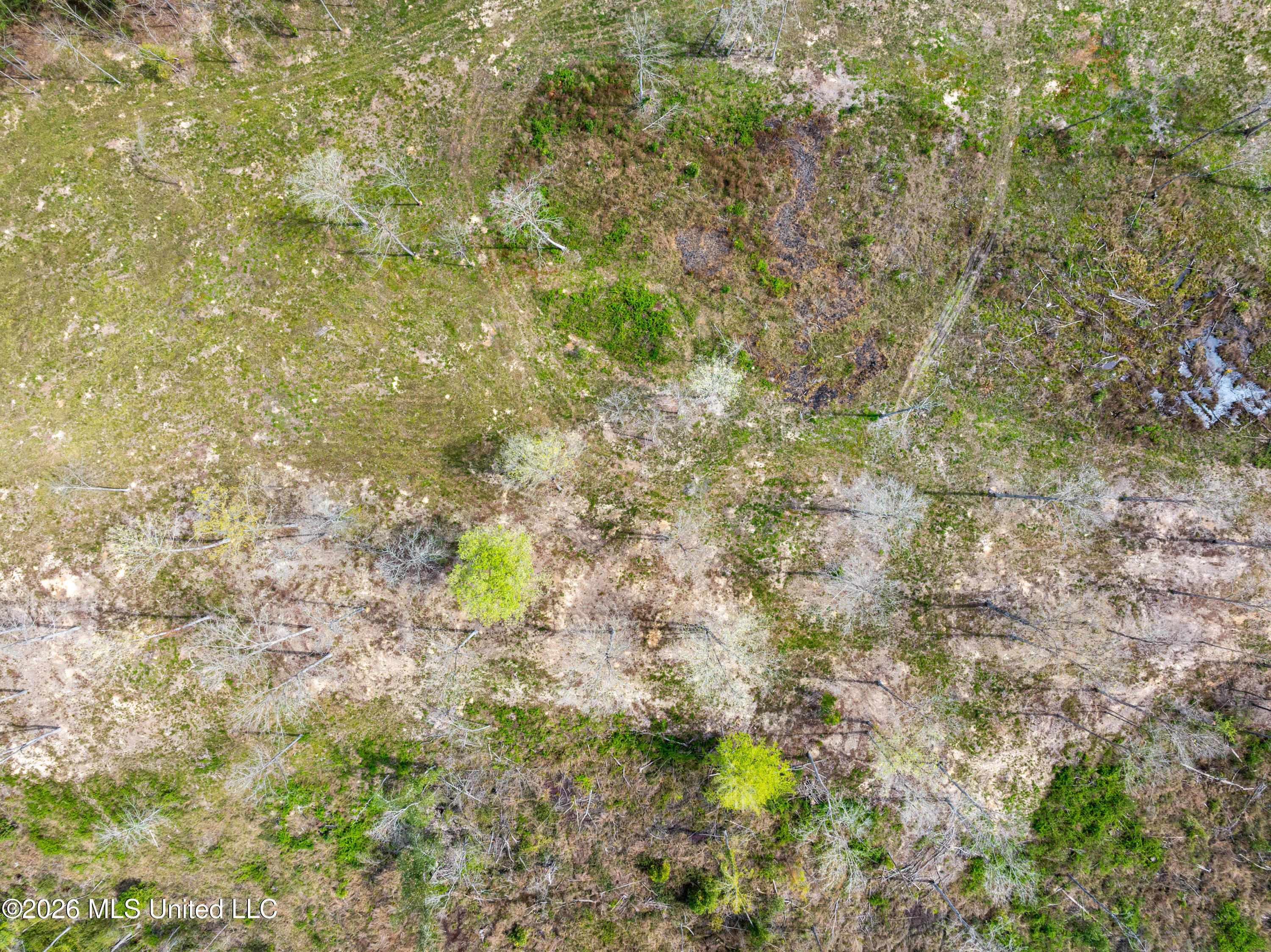 0 Scruggs Road Sumrall, MS 39482 - Photo 6 of 17 520_Scruggs_Rd-6