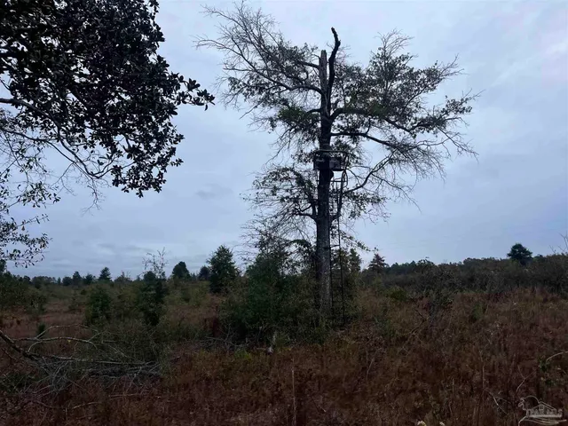 a view of mountain view with lots of trees