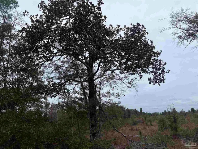 a view of a lake view with a forest