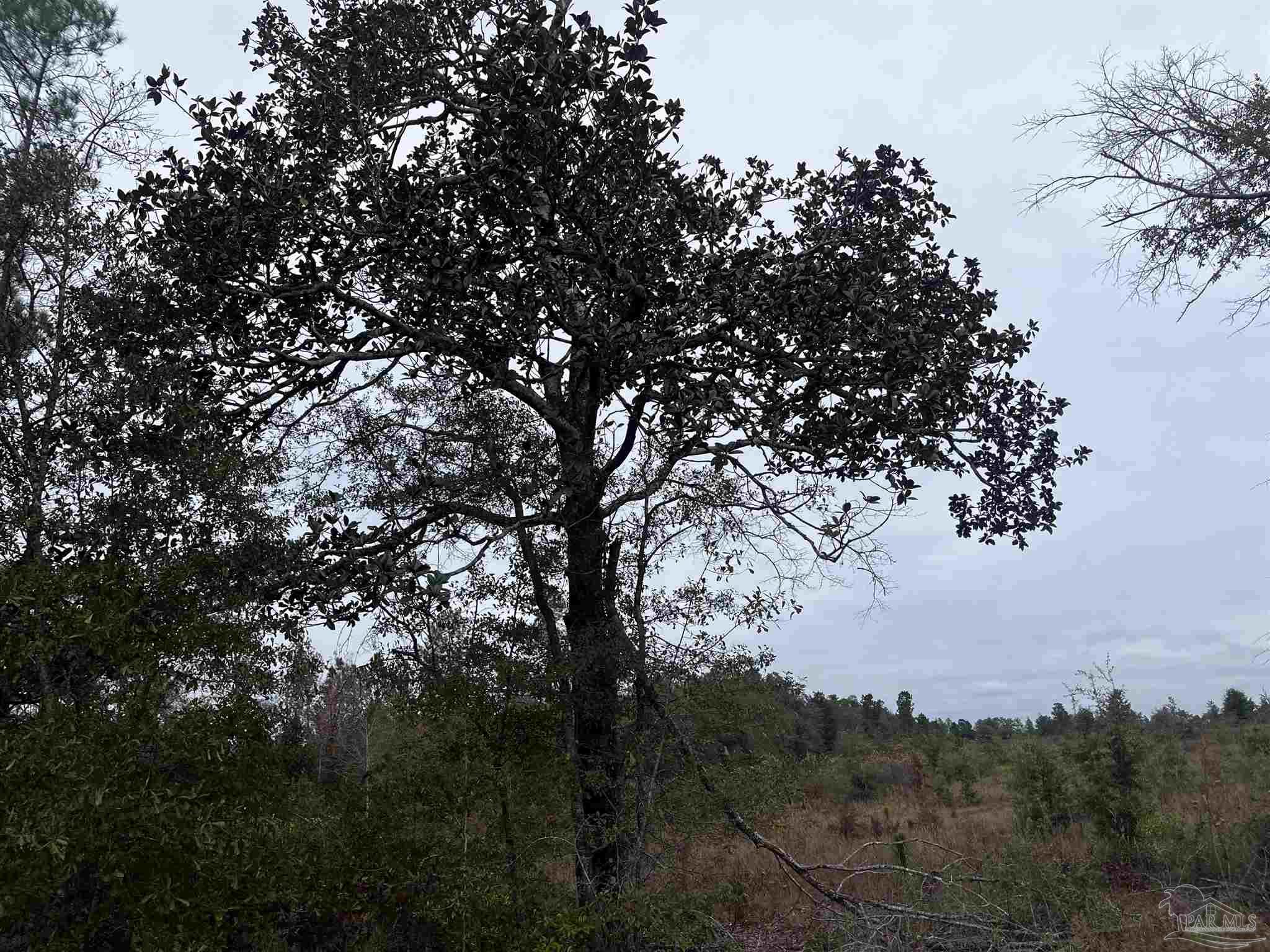 0 Tanner Ridge Road Milton, FL 32570 - Photo 14 of 18 a view of mountain view with lots of trees