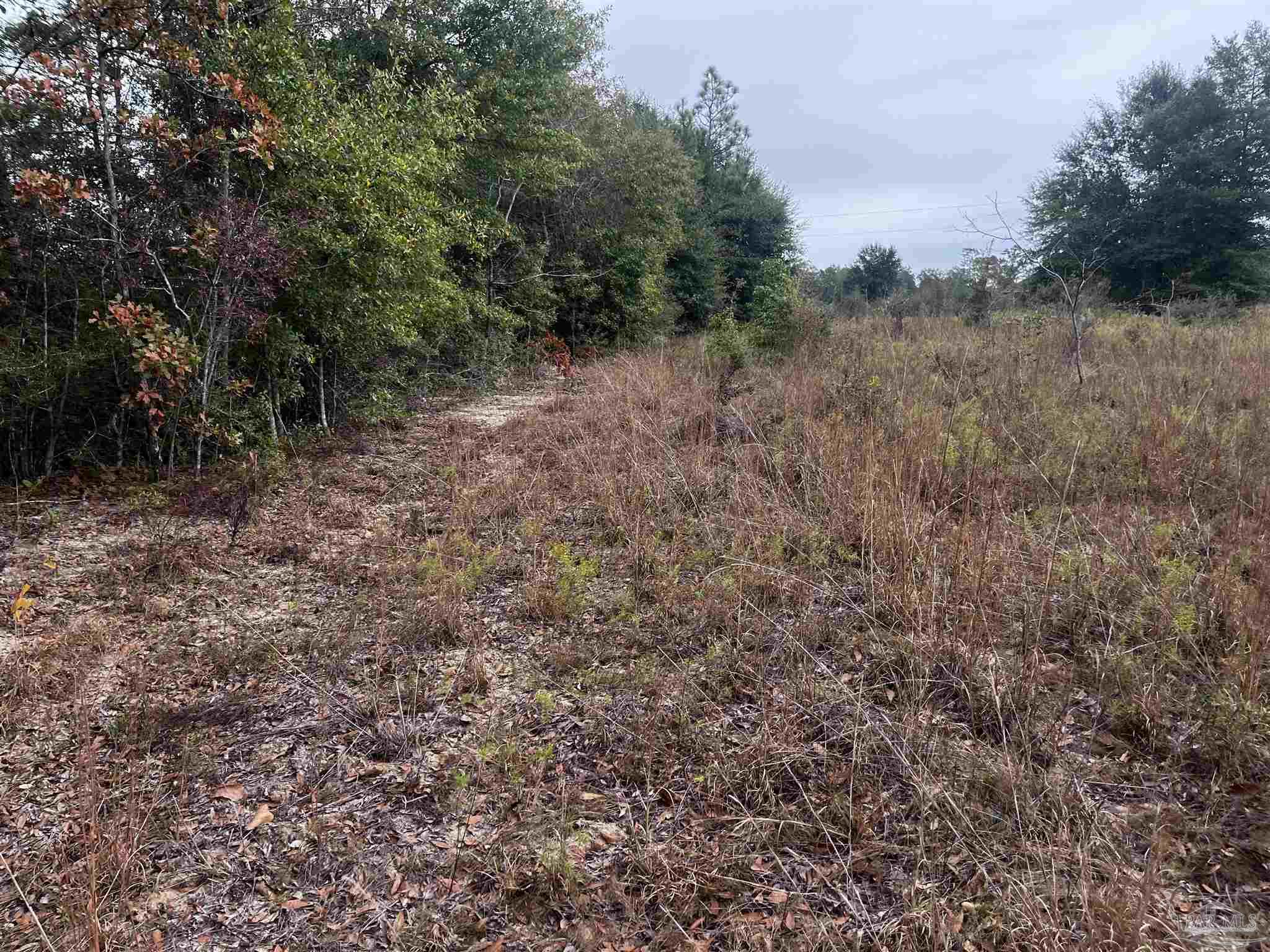 0 Tanner Ridge Road Milton, FL 32570 - Photo 4 of 18 a view of a forest with trees in the background
