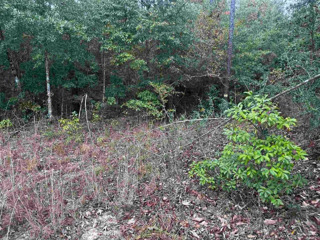 a view of a forest that has large trees