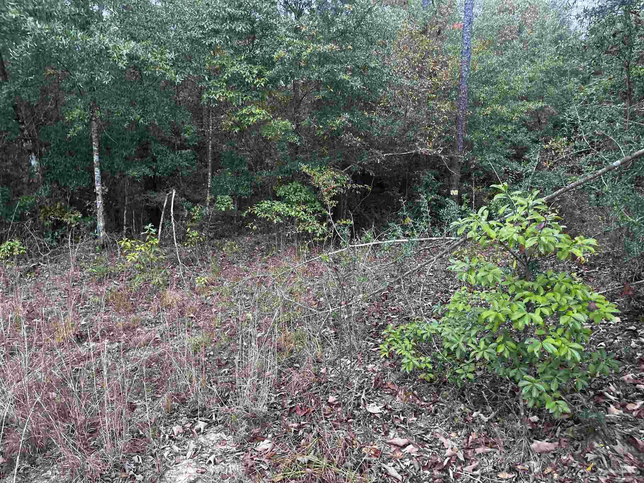 0 Tanner Ridge Road Milton, FL 32570 - Photo 5 of 18 a view of a forest that has large trees