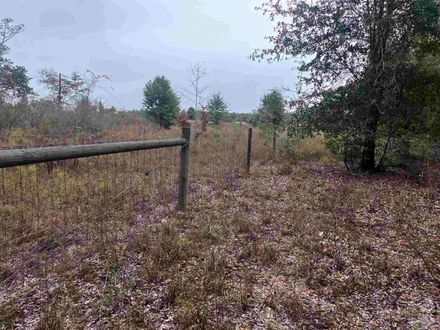 a view of a forest with trees in the background