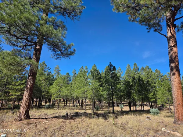 a view of outdoor space with trees