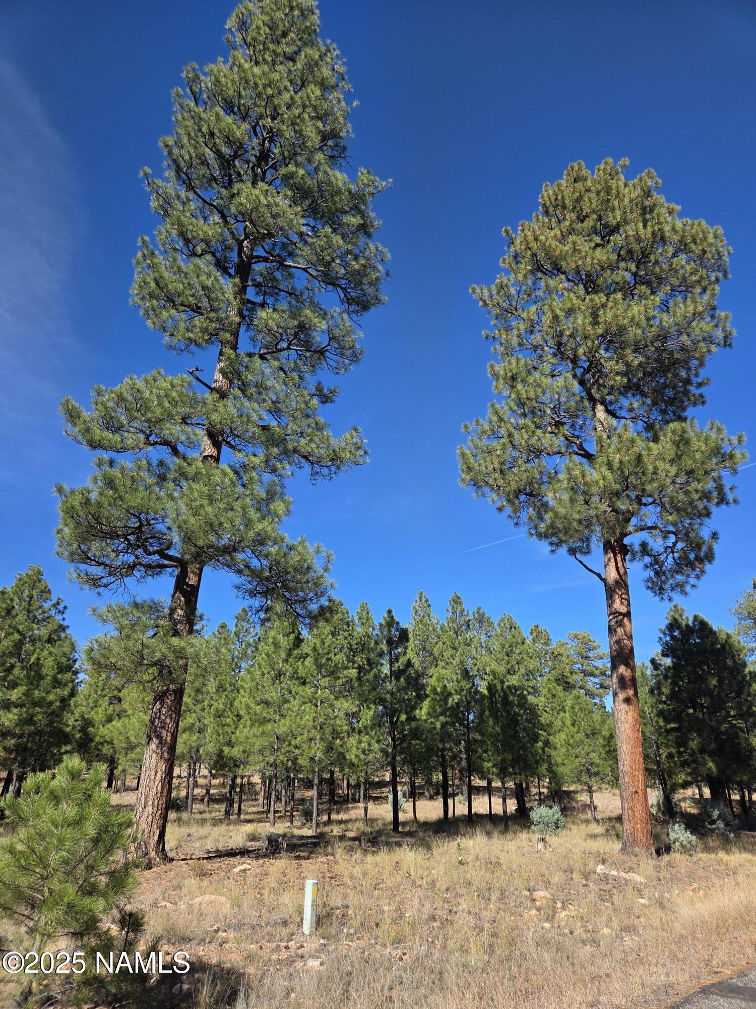 2522 Pinon Circle Happy Jack, AZ 86024 - Photo 14 of 14 a picture of plants