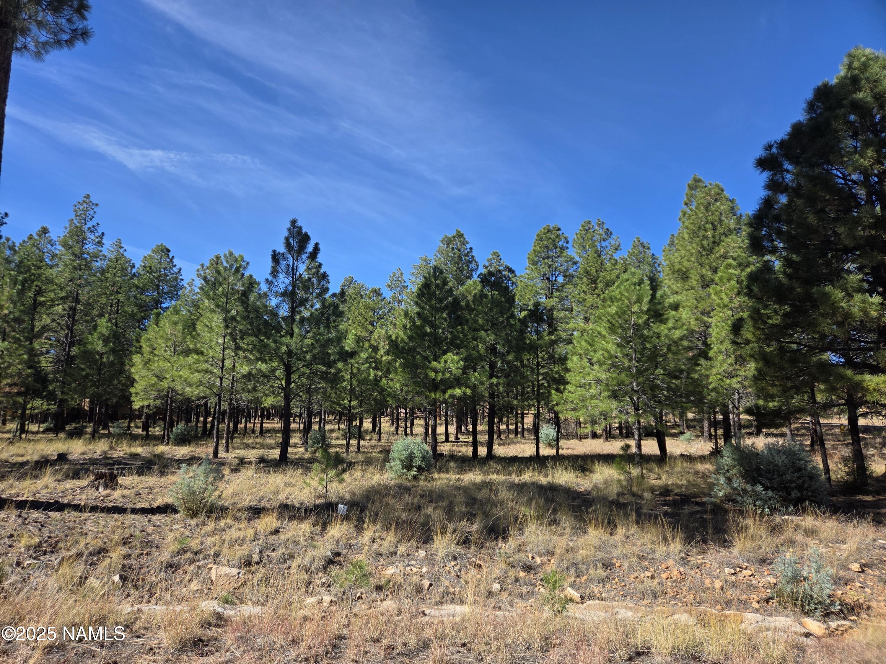 2522 Pinon Circle Happy Jack, AZ 86024 - Photo 2 of 14 a view of a yard with a tree