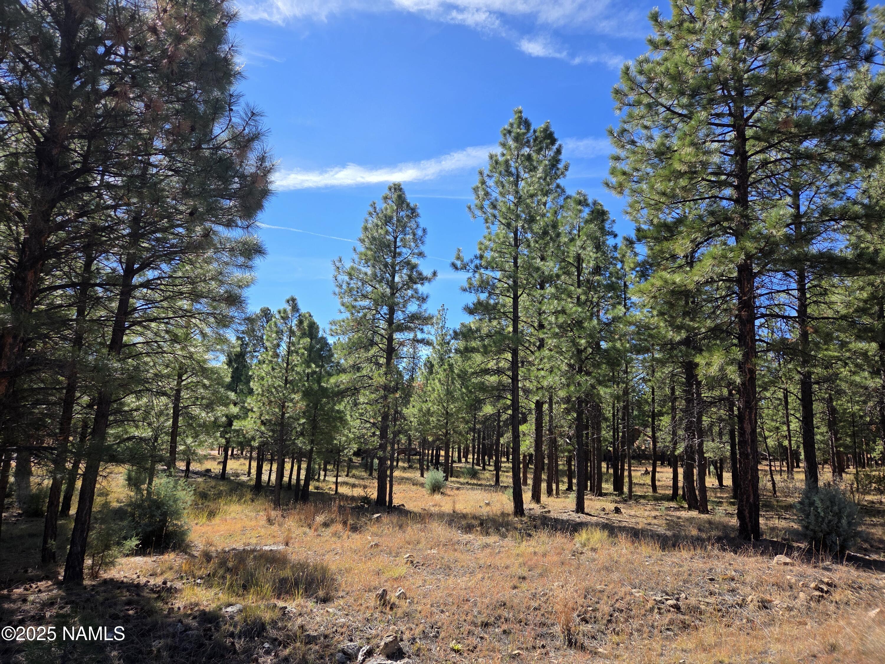 2522 Pinon Circle Happy Jack, AZ 86024 - Photo 5 of 14 a view of outdoor space with trees