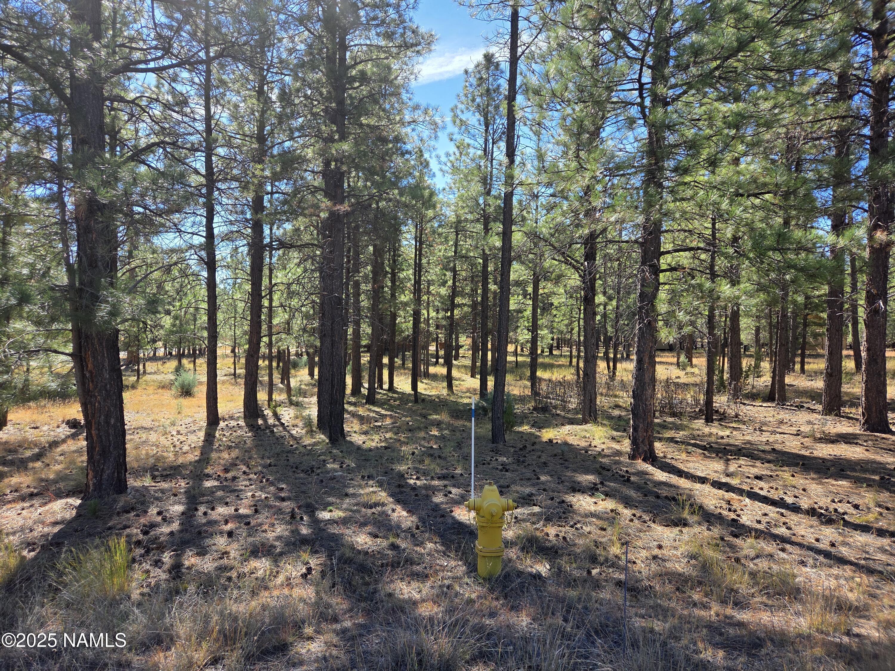 2522 Pinon Circle Happy Jack, AZ 86024 - Photo 6 of 14 a view of a forest filled with trees