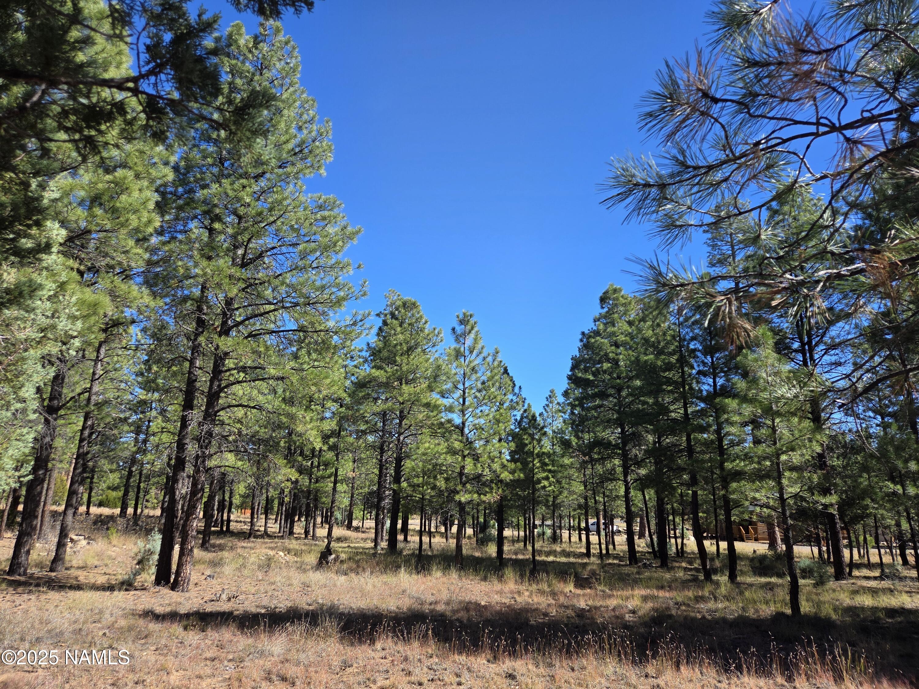 2522 Pinon Circle Happy Jack, AZ 86024 - Photo 9 of 14 a view of a lake with a tree